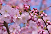 Fakta Unik tentang Bunga Sakura
