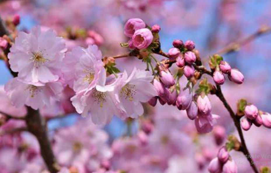 Fakta Unik tentang Bunga Sakura