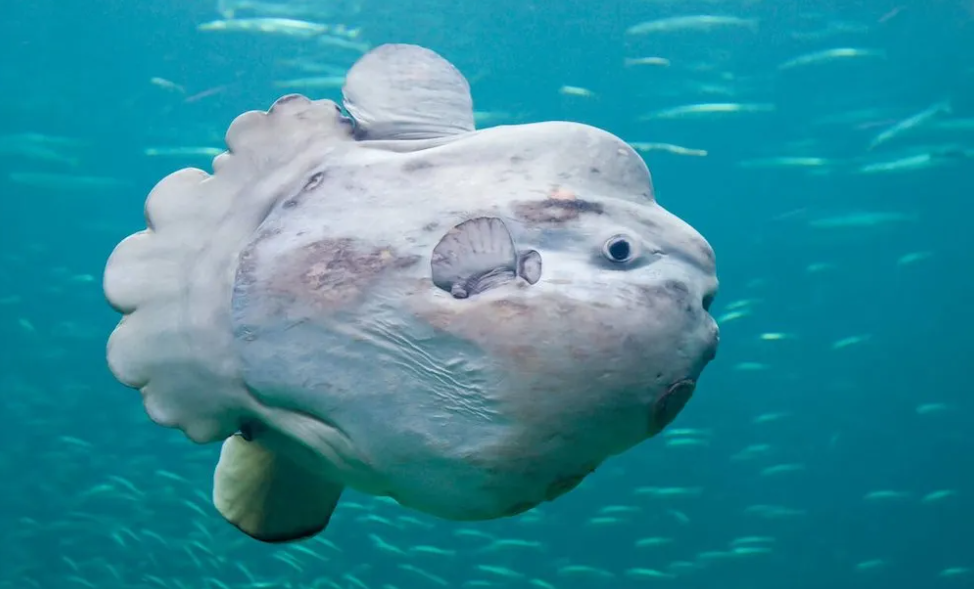 Mengenal Ikan Mola