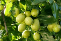 Manfaat Pohon Bidara
