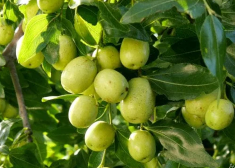 Manfaat Pohon Bidara