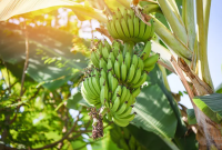 Morfologi Pohon Pisang