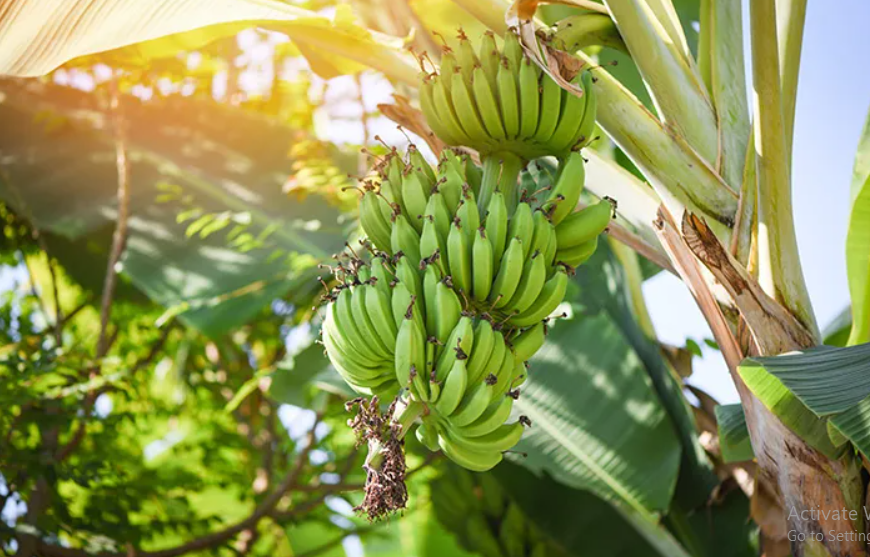 Morfologi Pohon Pisang