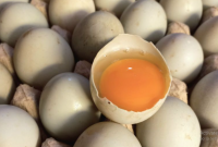 Manfaat Telur Bebek untuk Pria