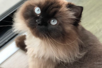 Cara Merawat Kucing Himalaya