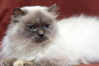 Fakta Unik Kucing Himalaya
