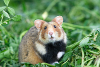 Ciri-Ciri Hamster yang Sedang Stres