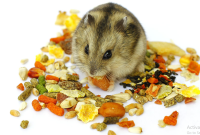 Cara Menghilangkan Kutu Pada Hamster