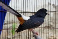 Manfaat Memelihara Burung