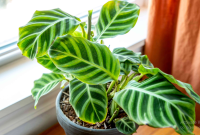 Jenis-Jenis Tanaman Hias Calathea