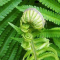 Manfaat Tumbuhan Paku