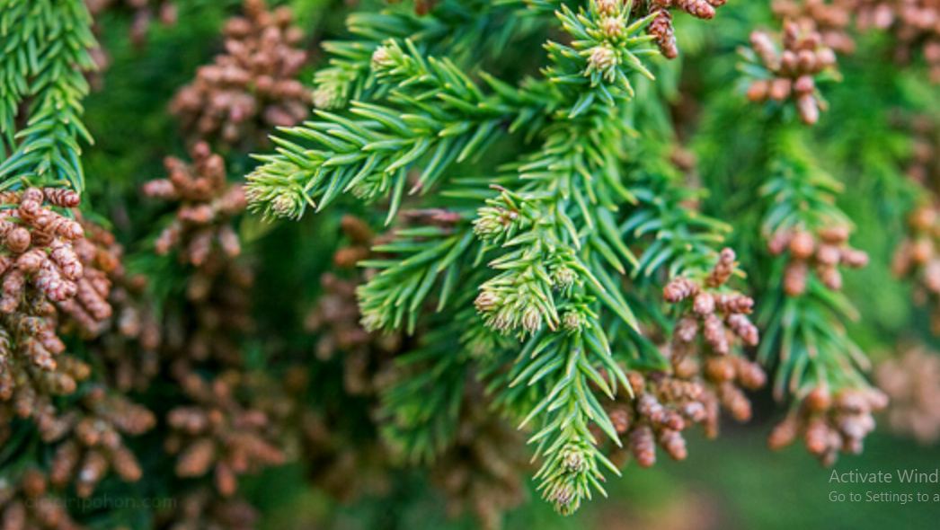 Manfaat Pohon Cedar