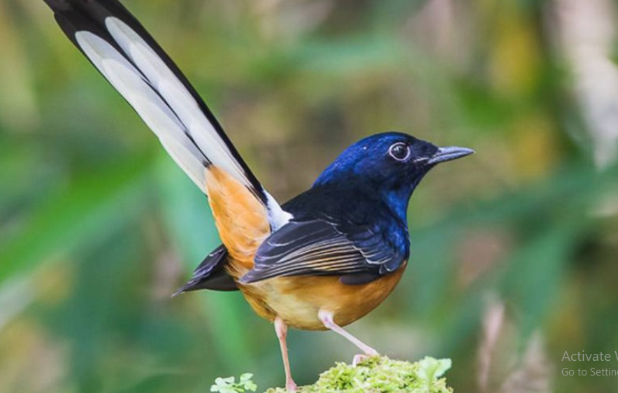 Cara Mengobati Burung Katarak